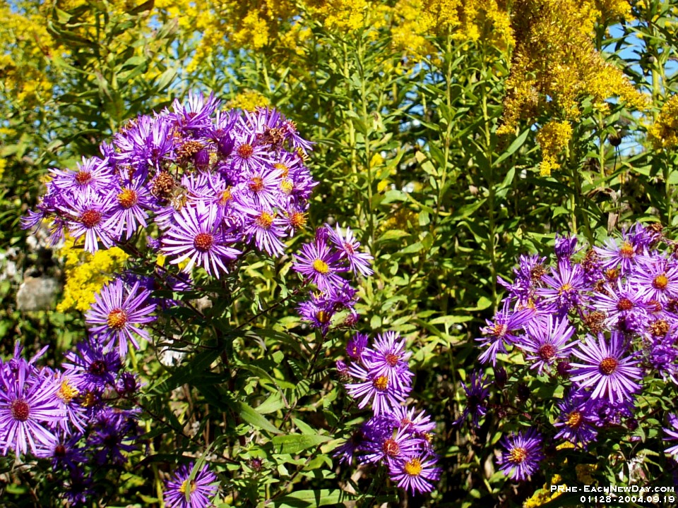 01128l - Photo Expedition - Purple Flowers